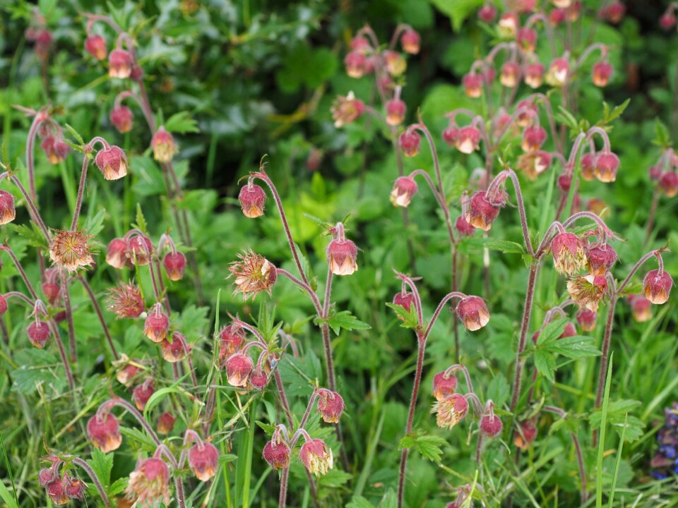 Geum roses rosaceae
