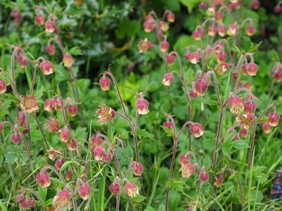 Geum roses rosaceae photo