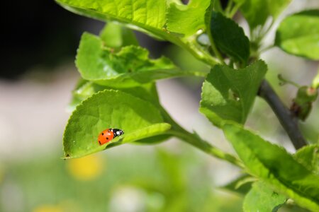 Of god ladybug greens photo