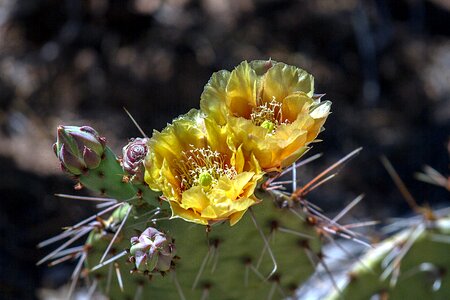 Grand canyon national park places of interest cactus photo