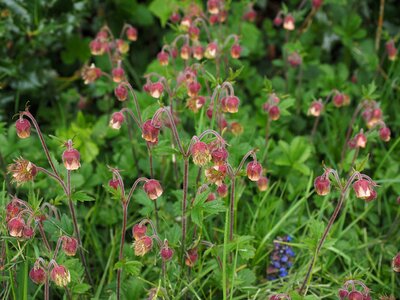 Geum roses rosaceae photo