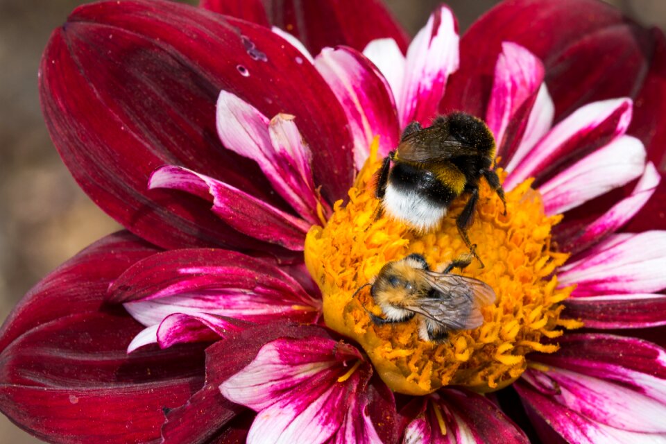 Bloom macro insect
