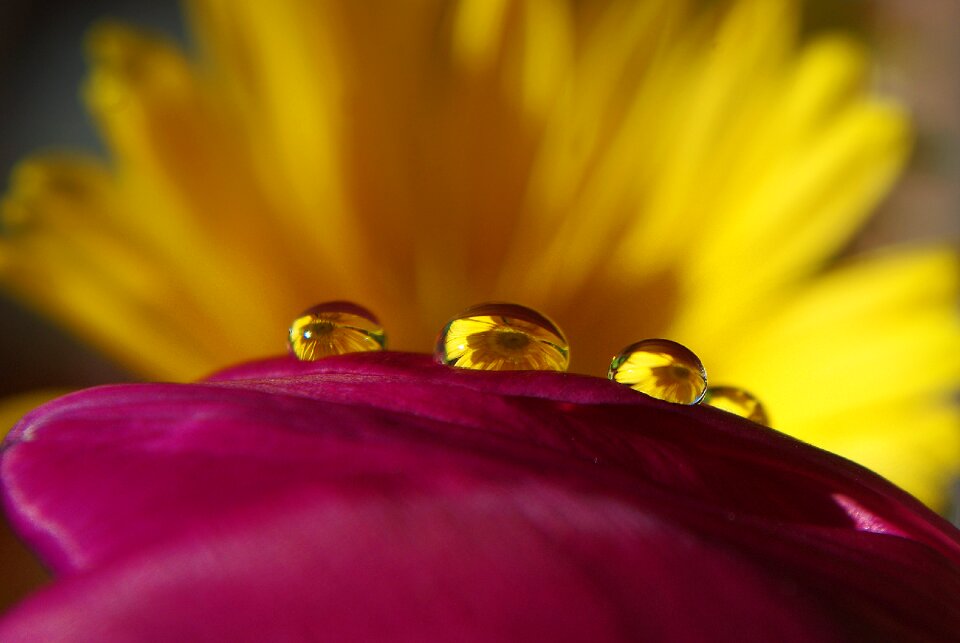 Flower plant blossom