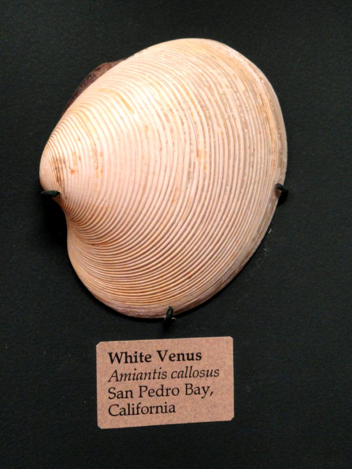 Amiantis callosa - Pacific Grove Museum of Natural History - DSC06668