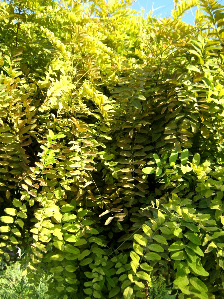 Amin al-Islami Park - Trees and Flowers - Nishapur 012