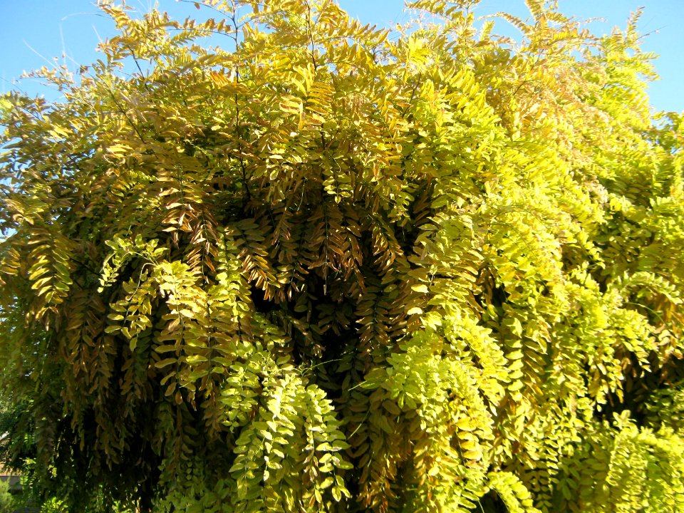 Amin al-Islami Park - Trees and Flowers - Nishapur 004