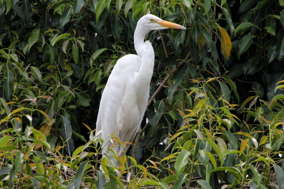 On the branch inhabit natural