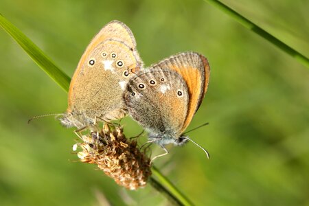 Butterflies meadow karolópók photo