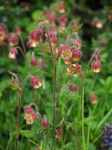 Geum roses rosaceae photo