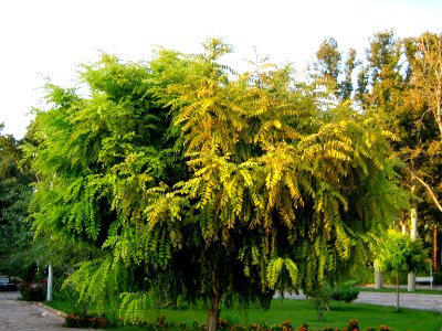 Amin Al-Islami Garden - tress at morning 1