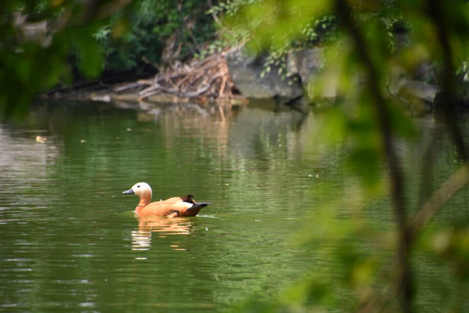 Duck summer beijing