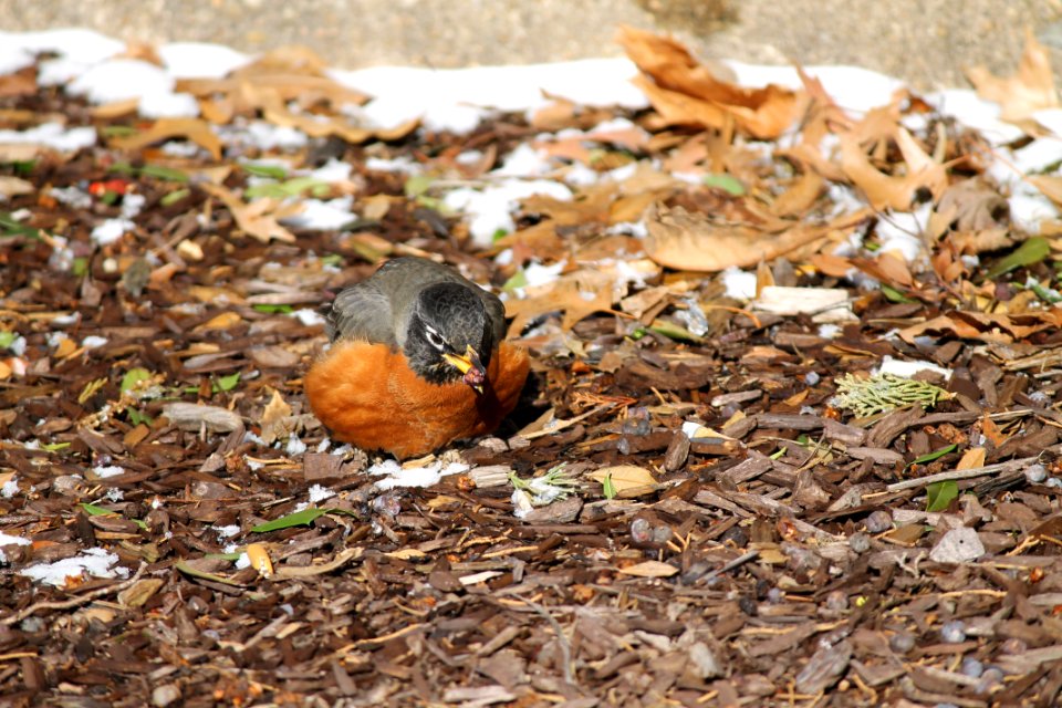 American Robin eating berry, front view