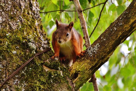 Nature rodent garden