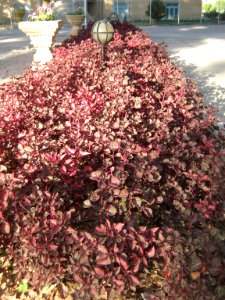Amin al-Islami Park - Trees and Flowers - Nishapur 020