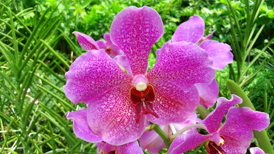 Garden flower petal