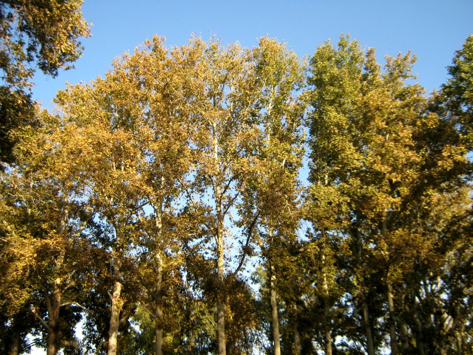 Amin al-Islami Park - Trees and Flowers - Nishapur 038