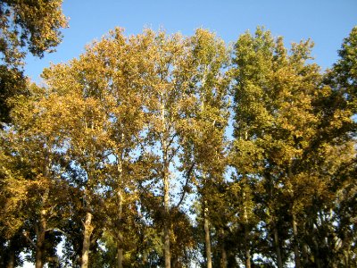 Amin al-Islami Park - Trees and Flowers - Nishapur 038