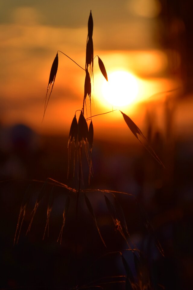 Grain west field