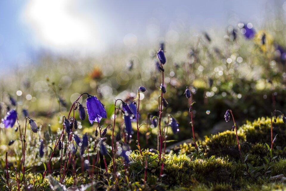 Flower alpine flowers blue flower