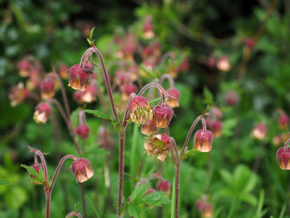 Geum roses rosaceae