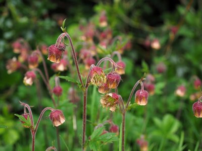 Geum roses rosaceae