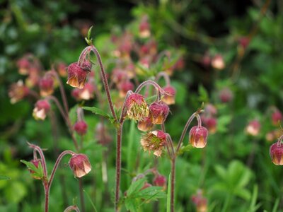 Geum roses rosaceae photo