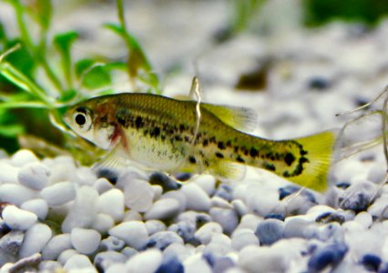 Ameca splendens Jungtier Dez 2016