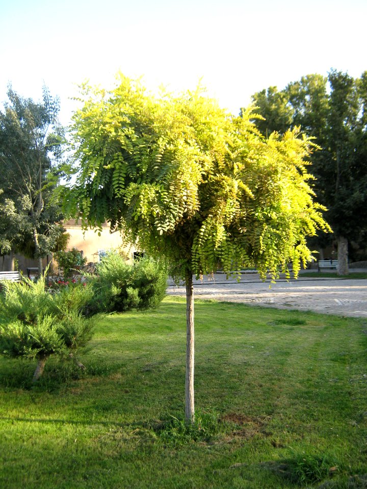 Amin al-Islami Park - Trees and Flowers - Nishapur 009