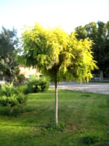 Amin al-Islami Park - Trees and Flowers - Nishapur 009