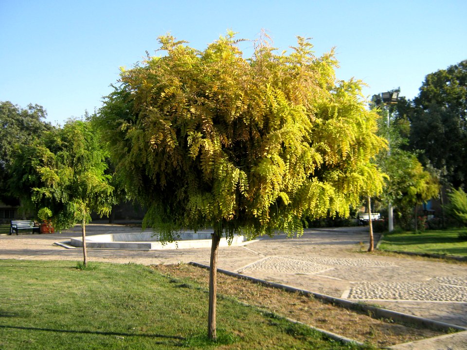 Amin al-Islami Park - Trees and Flowers - Nishapur 003