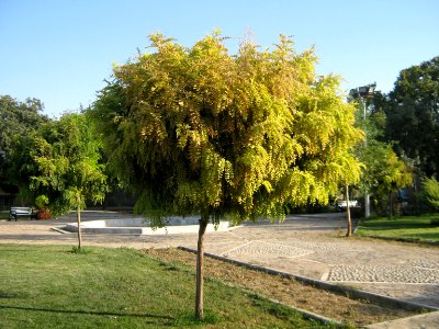 Amin al-Islami Park - Trees and Flowers - Nishapur 003