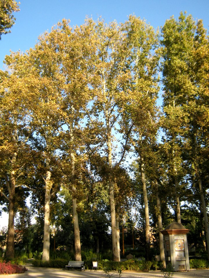 Amin al-Islami Park - Trees and Flowers - Nishapur 033