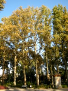 Amin al-Islami Park - Trees and Flowers - Nishapur 033