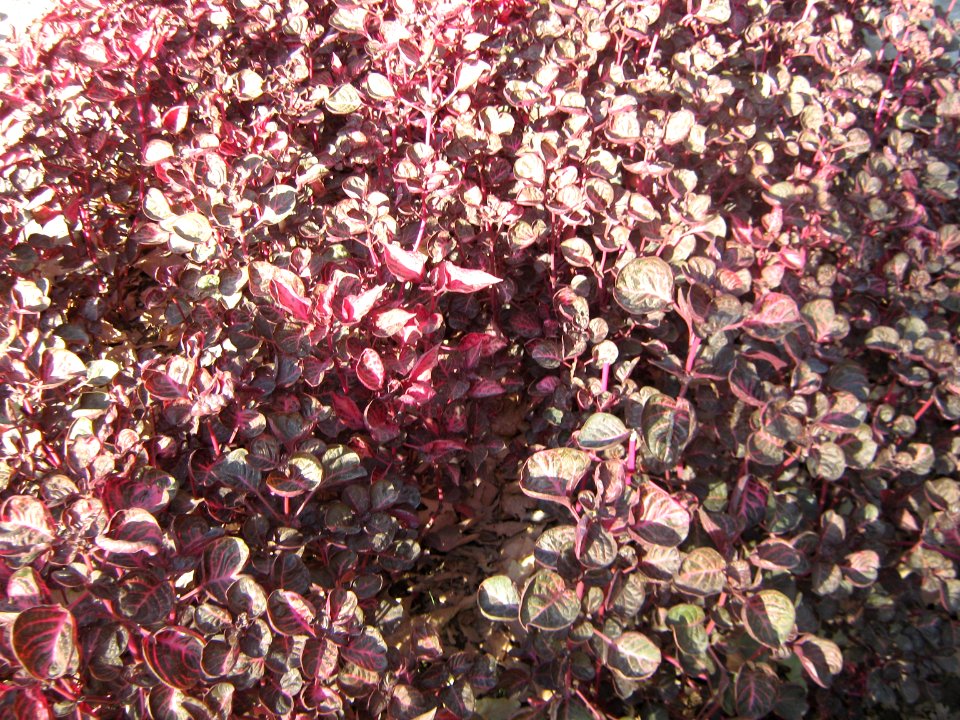 Amin al-Islami Park - Trees and Flowers - Nishapur 021