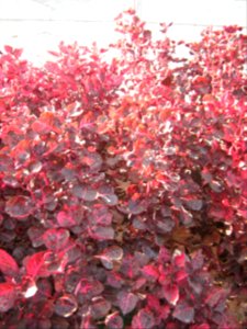 Amin al-Islami Park - Trees and Flowers - Nishapur 018