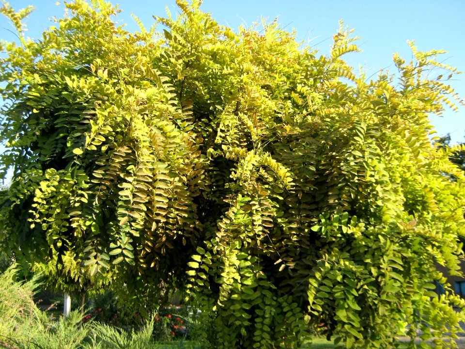 Amin al-Islami Park - Trees and Flowers - Nishapur 011