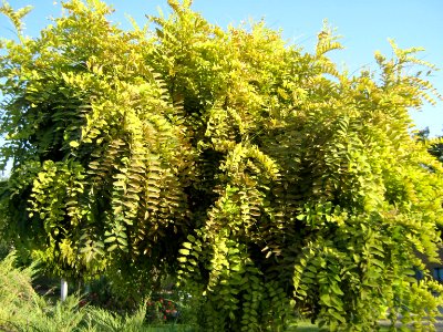 Amin al-Islami Park - Trees and Flowers - Nishapur 011