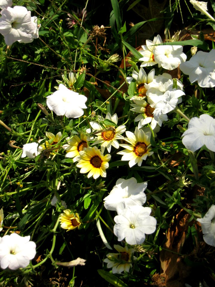Amin al-Islami Park - Trees and Flowers - Nishapur 056