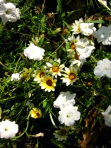 Amin al-Islami Park - Trees and Flowers - Nishapur 056