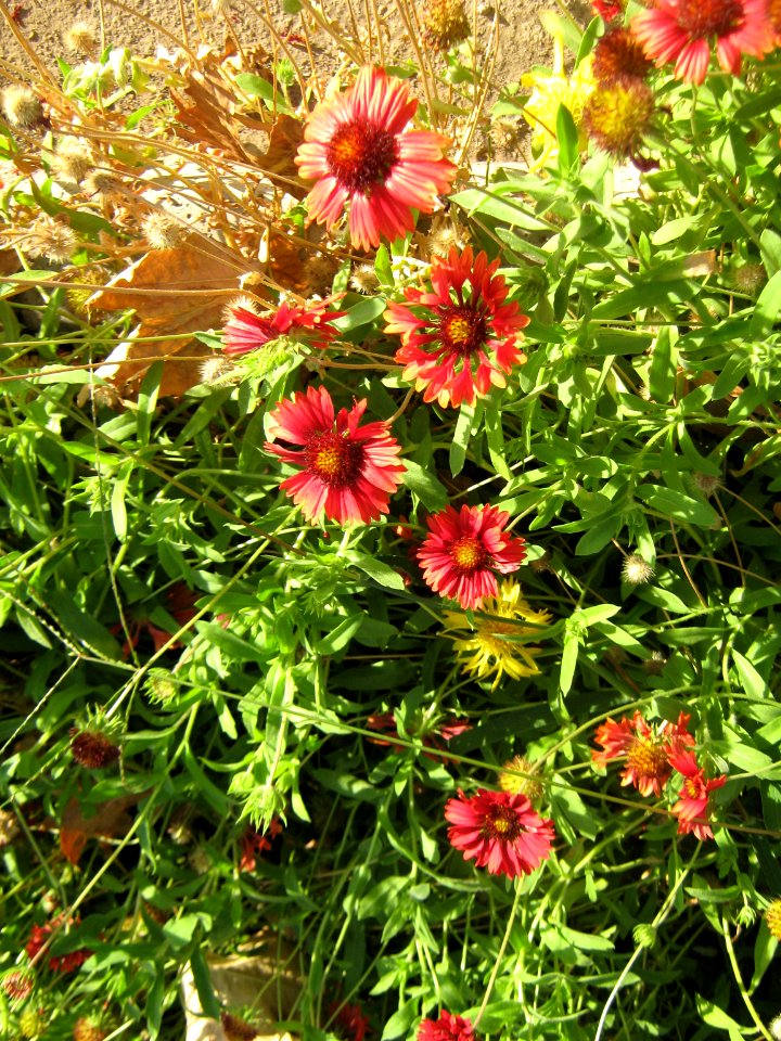 Amin al-Islami Park - Trees and Flowers - Nishapur 046