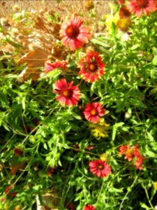 Amin al-Islami Park - Trees and Flowers - Nishapur 046