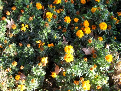 Amin al-Islami Park - Trees and Flowers - Nishapur 050