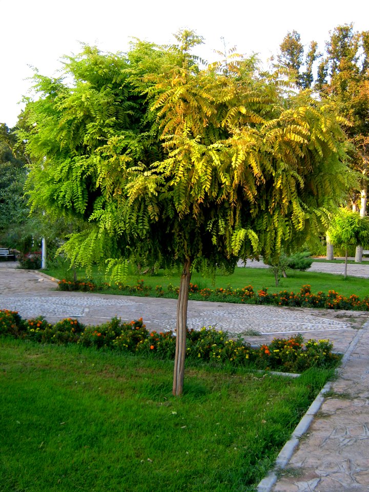 Amin Al-Islami Garden - tress at morning 2