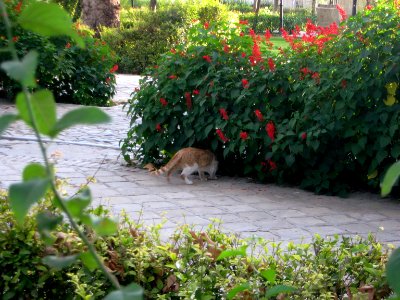 Amin al-Islami Park - Trees and Flowers - Nishapur 081