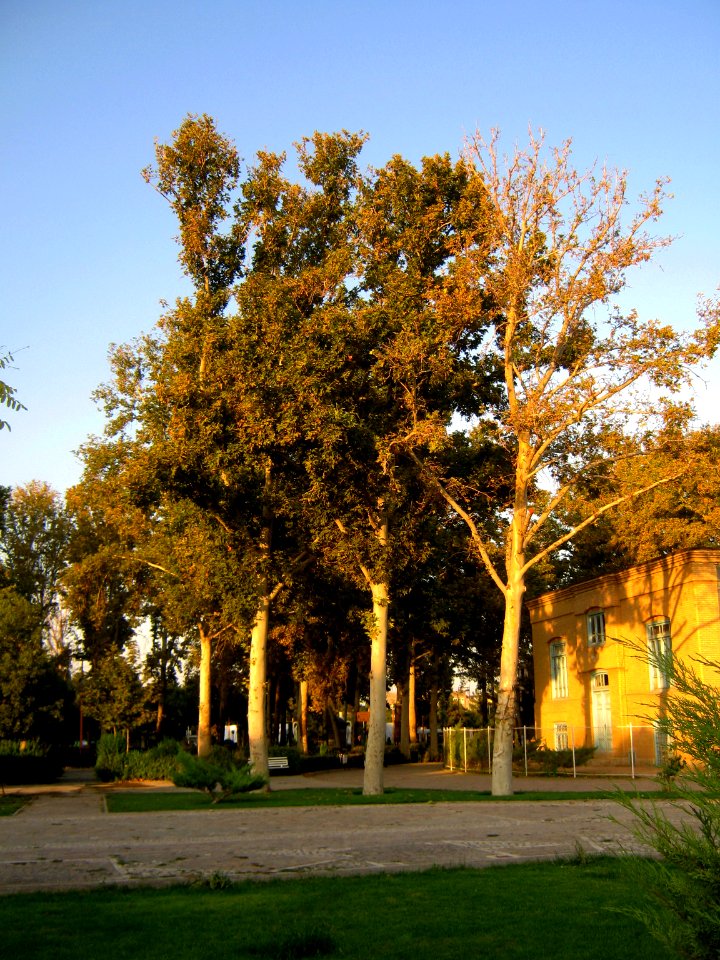 Amin Al-Islami Garden - tress at morning 5