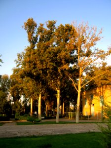 Amin Al-Islami Garden - tress at morning 5