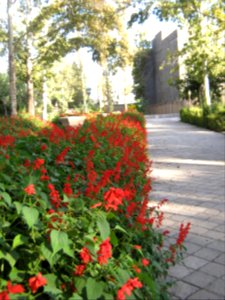 Amin al-Islami Park - Trees and Flowers - Nishapur 067
