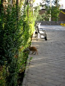 Amin al-Islami Park - Trees and Flowers - Nishapur 091