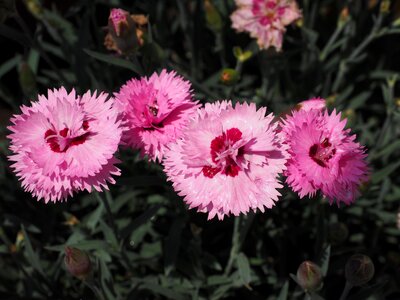 Pink dianthus gratianopolitanus grenoble clove photo