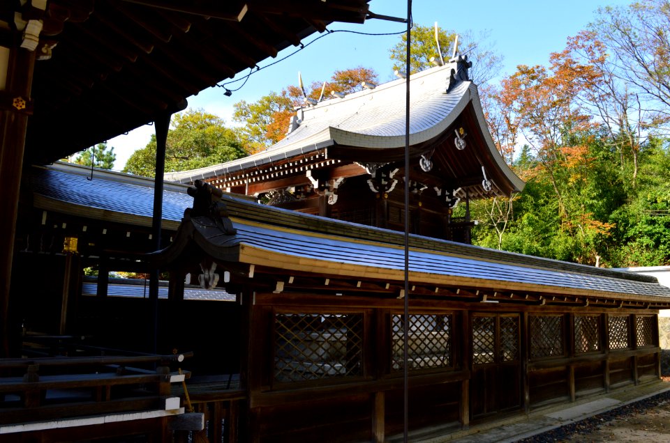 Amino-jinja, honden